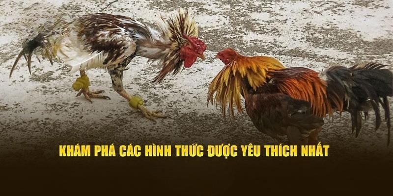 Ba hình thức đá gà campuchia để hội viên theo dõi 