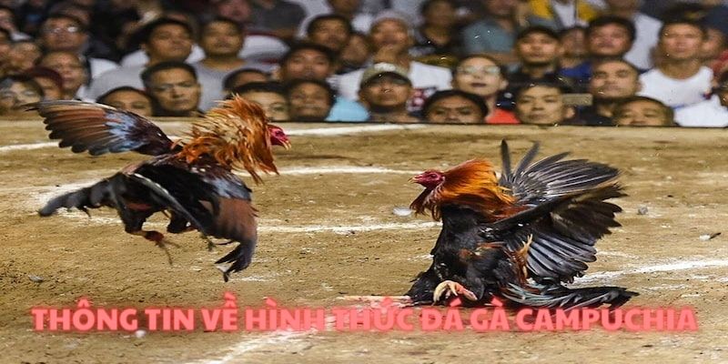 Bộ môn này đang hưởng ứng nhiều người cá cuộc tại King88 